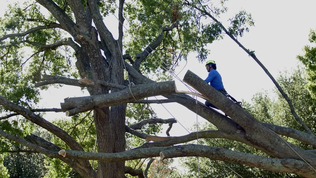 Professional Crown Thinning performed by certified arborists in Thorntown
